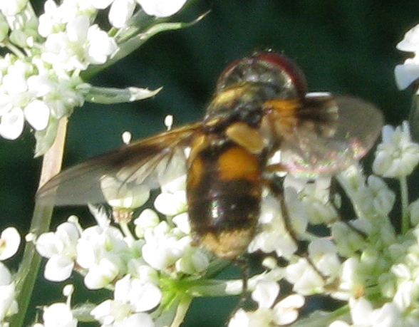 Volucella sp. ?